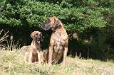 DOGUE ALLEMAND 956
